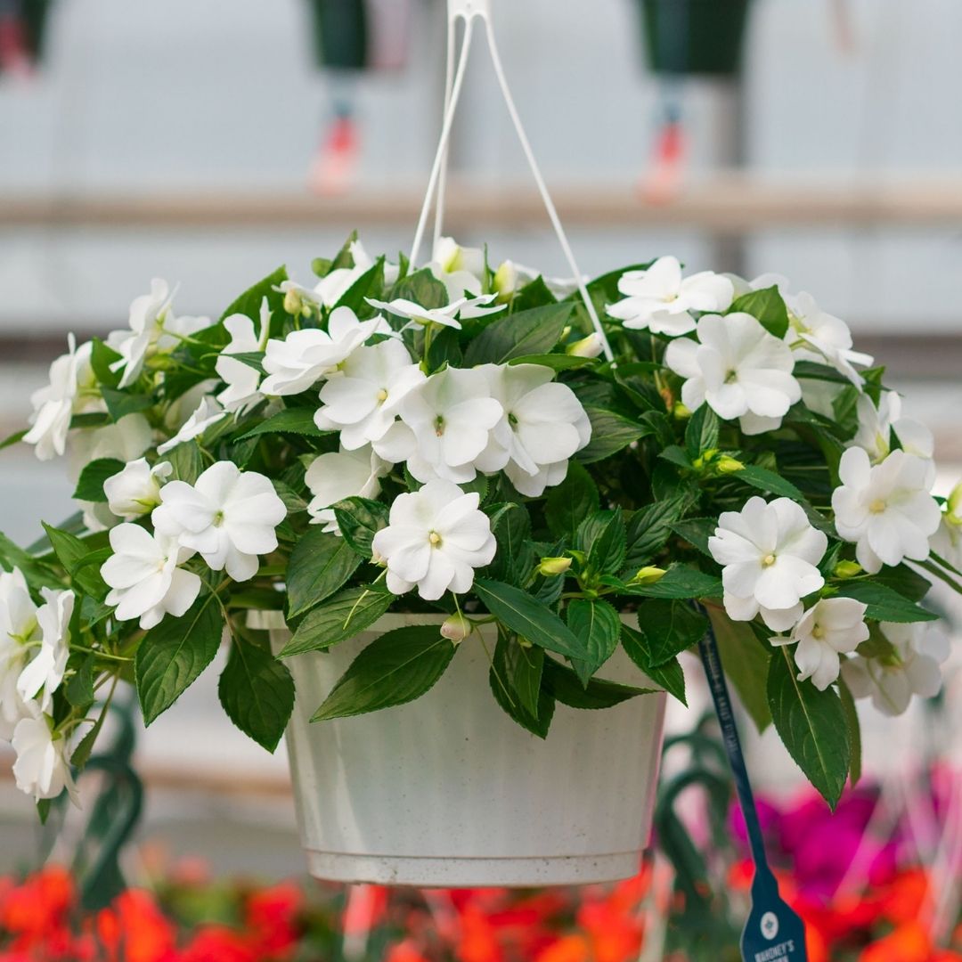 New Guinea Impatiens – Super Sonic White – 10″ Hanging Basket